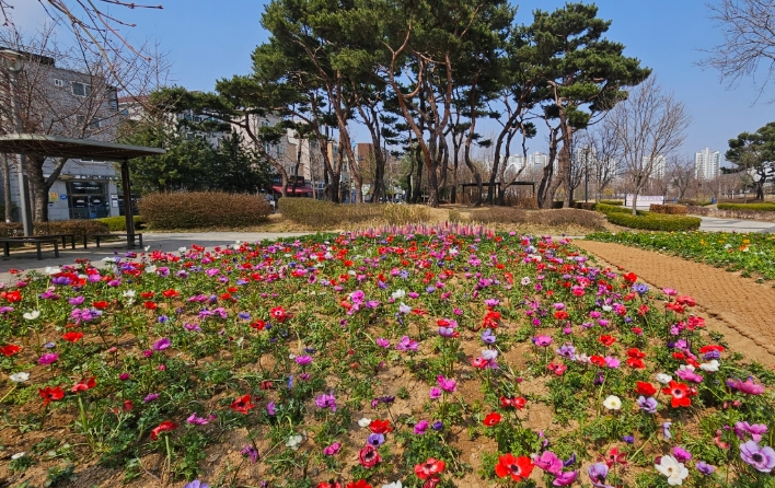 한강중앙공원, 봄꽃으로 공원 새단장 기사 이미지