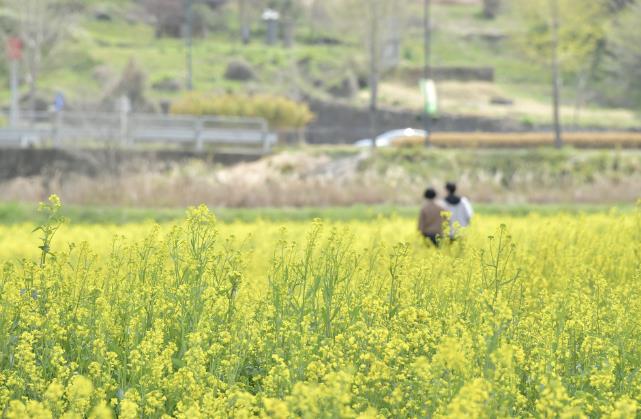봄의 시작을 알리는 유채꽃 물결 '만개' 기사 이미지