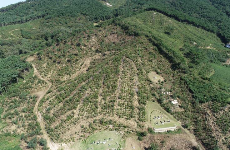 고창군 대산면 상수리나무숲, 산림청 우수조림지  기사 이미지