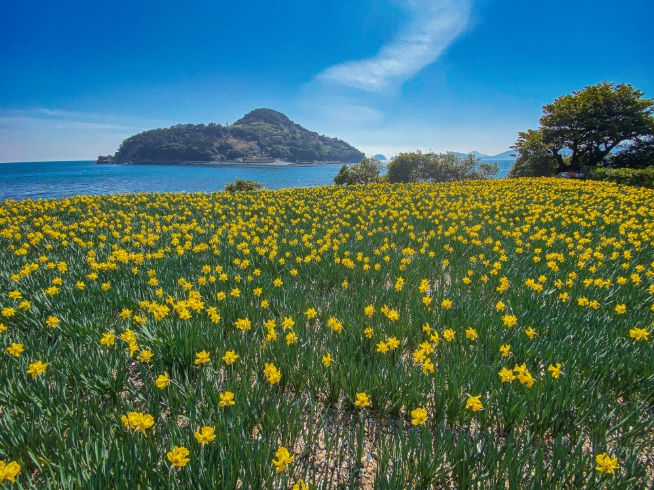 봄의 시작점, 경남의 꽃길로의 초대 기사 이미지