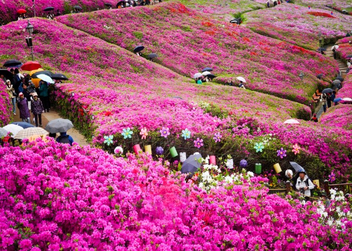 시민과 지역예술인들이 함께 만드는 ‘2026 군포철쭉축제’ 기사 이미지